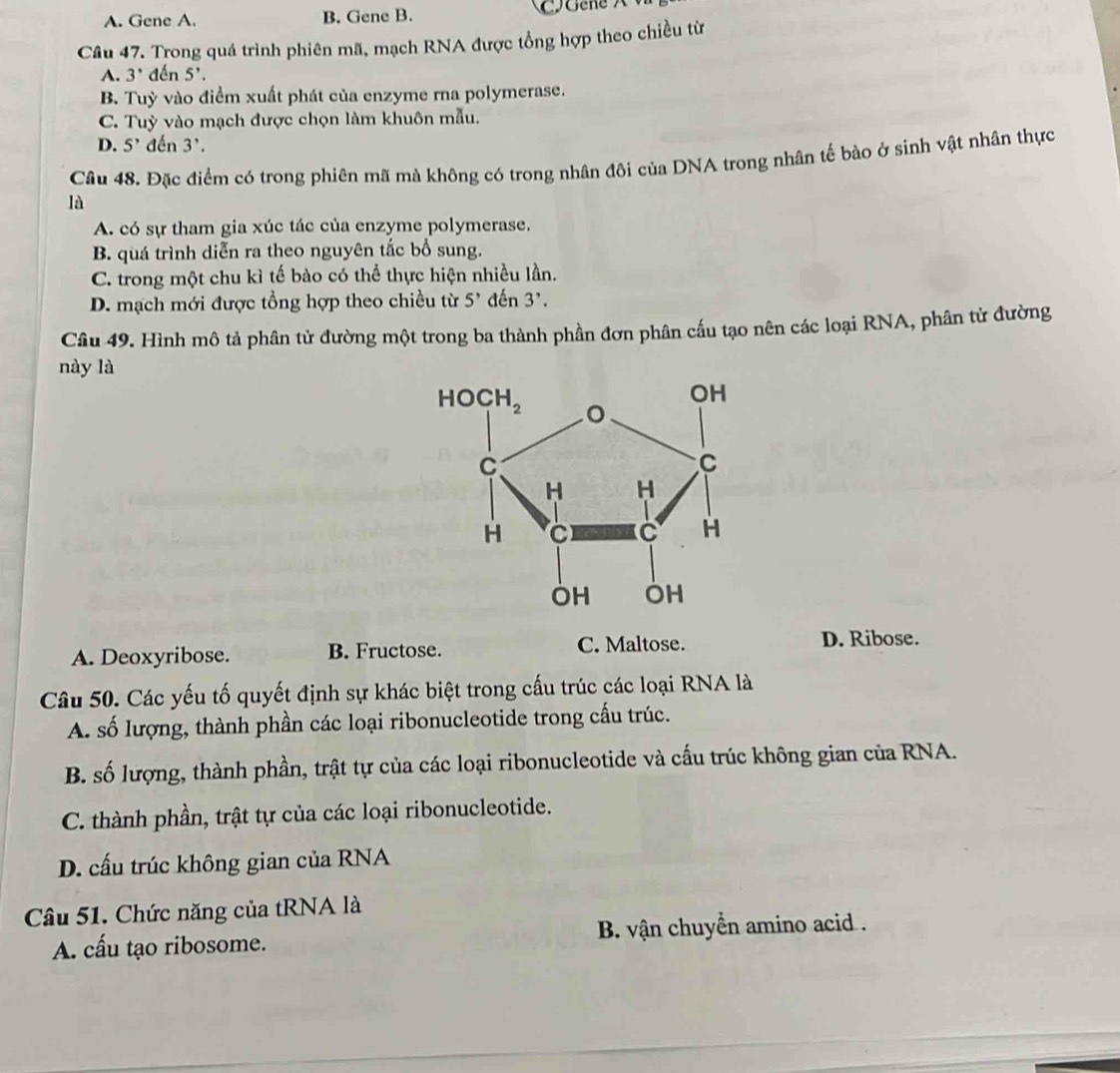 A. Gene A. B. Gene B.  Gene  
Câu 47. Trong quá trình phiên mã, mạch RNA được tổng hợp theo chiều từ
A. 3^, đến 5'.
B. Tuỳ vào điểm xuất phát của enzyme rna polymerase.
C. Tuỳ vào mạch được chọn làm khuôn mẫu.
D. 5' đến 3'.
Cầu 48. Đặc điểm có trong phiên mã mà không có trong nhân đôi của DNA trong nhân tế bào ở sinh vật nhân thực
là
A. có sự tham gia xúc tác của enzyme polymerase.
B. quá trình diễn ra theo nguyên tắc bổ sung.
C. trong một chu kì tế bào có thể thực hiện nhiều lần.
D. mạch mới được tổng hợp theo chiều từ 5' đến 3'.
Câu 49. Hình mô tả phân tử đường một trong ba thành phần đơn phân cấu tạo nên các loại RNA, phân tử đường
này là
A. Deoxyribose. B. Fructose. C. Maltose. D. Ribose.
Câu 50. Các yếu tố quyết định sự khác biệt trong cấu trúc các loại RNA là
A. số lượng, thành phần các loại ribonucleotide trong cấu trúc.
B. số lượng, thành phần, trật tự của các loại ribonucleotide và cấu trúc không gian của RNA.
C. thành phần, trật tự của các loại ribonucleotide.
D. cấu trúc không gian của RNA
Câu 51. Chức năng của tRNA là
A. cấu tạo ribosome. B. vận chuyển amino acid .