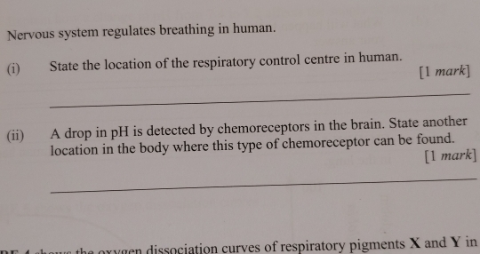 Nervous system regulates breathing in human. 
(i) State the location of the respiratory control centre in human. 
[1 mark] 
_ 
(ii) A drop in pH is detected by chemoreceptors in the brain. State another 
location in the body where this type of chemoreceptor can be found. 
[1 mark] 
_ 
oxygen dissociation curves of respiratory pigments X and Y in