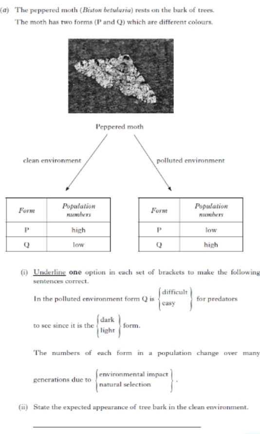 (@) The peppered moth (Biston betularia) rests on the bark of trees. 
The moth has two forms (P and Q) which are different colours. 
Peppered moth 
clean environment polluted environment 
(i) Underline one option in each set of brackets to make the following 
sentences correct. 
In the polluted environment form Q is  beginarrayr difficulr casyendarray  for predators 
to see since it is the  beginarrayr dark lightendarray form. 
The numbers of each form in a population change over many 
generations due to beginarrayl environmentalimpact naturalselectionendarray , 
(ii) State the expected appearance of tree bark in the clean environment. 
_