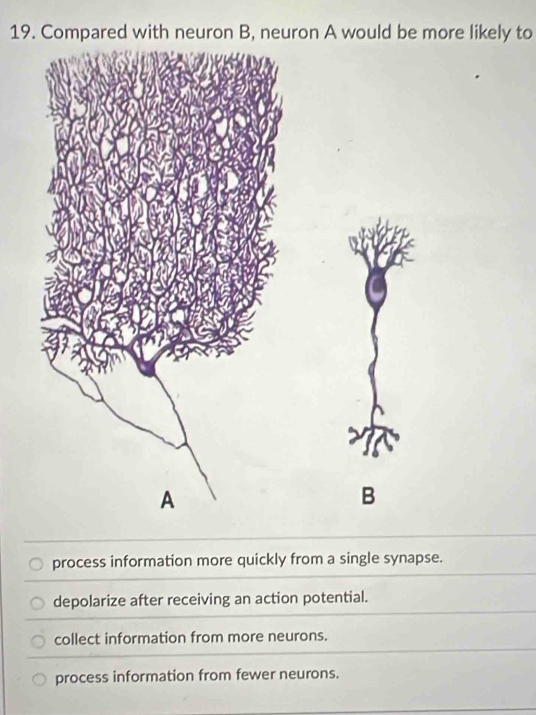 Compared with neuron B, neuron A would be more likely to
B
process information more quickly from a single synapse.
depolarize after receiving an action potential.
collect information from more neurons.
process information from fewer neurons.