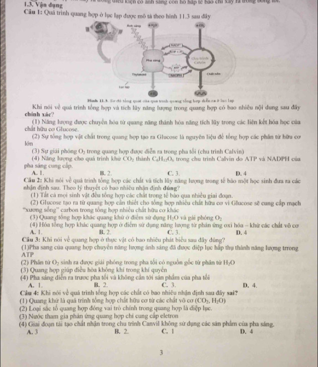 đong tiểu kiện có anh sàng còn hồ hập tế báo chỉ xây ri trong bóng lới
1.3. Vận dụng
Câu 1: Quả trình quang hợp ở lục lạp được mô tả theo hình 11.3 sau đây
Hình 1I.3. Sơ đó tổng quat của qua trình quang tổng hợp diễn ra ở lục lạp
Khi nói về quá trình tổng hợp và tích lũy năng lượng trong quang hợp có bao nhiêu nội dung sau đây
chính xác?
(1) Năng lượng được chuyển hóa từ quang năng thành hóa năng tích lũy trong các liên kết hóa học của
chất hữu cơ Glucose.
(2) Sự tổng hợp vật chất trong quang hợp tạo ra Glucose là nguyên liệu để tổng hợp các phân tử hữu cơ
lớn
(3) Sự giải phóng O_2 trong quang hợp được diễn ra trong pha tối (chu trinh Calvin)
(4) Năng lượng cho quá trình khử CO_2 thành C_6H_12O_6 trong chu trình Calvin do ATP và NADPH của
pha sáng cung cấp.
A. 1. B. 2. C. 3. D. 4
Câu 2: Khi nói ve^2 quá trình tổng hợp các chất và tích lũy năng lượng trong tế bào một học sinh đưa ra các
nhận định sau. Theo lý thuyết có bao nhiêu nhận định đúng?
(1) Tất cá mọi sinh vật đều tổng hợp các chất trong tế bảo qua nhiều giai đoạn.
(2) Glucose tạo ra tử quang hợp cần thiết cho tổng hợp nhiều chất hữu cơ vì Glucose sẽ cung cấp mạch
'xương sống” carbon trong tổng hợp nhiều chất hữu cơ khác
(3) Quang tổng hợp khác quang khử ở điểm sử dụng H_2O và gài phóng O_2
(4) Hóa tổng hợp khác quang hợp ở điểm sử dụng năng lượng từ phản ứng oxi hóa - khử các chất vô cơ
A. 1. B. 2. C. 3. D. 4
Câu 3: Khi nói về quang hợp ở thực vật có bao nhiêu phát biểu sau đây đúng?
(1)Pha sang của quang hợp chuyên năng lượng ánh sáng đã được diệp lục hấp thụ thành năng lượng trrong
ATP
(2) Phân tử O_2 sinh ra được giải phóng trong pha tối có nguồn gốc từ phân tử H_2O
(3) Quang hợp giúp điều hòa khồng khí trong khí quyền
(4) Pha sáng diễn ra trước pha tối và không cần tới sản phẩm của pha tối
A. 1. B. 2. C. 3. D. 4.
Câu 4: Khi nói về quá trình tổng hợp các chất có bao nhiêu nhận định sau đãy sai?
(1) Quang khứ là quả trình tổng hợp chất hữu cơ từ các chất vô cơ (CO_2,H_2O)
(2) Loại sắc tổ quang hợp đóng vai trò chính trong quang hợp là diệp lục.
(3) Nước tham gia phản ứng quang hợp chi cung cấp eletron
(4) Giai đoạn tái tạo chất nhận trong chu trình Canvil không sử dụng các sản phẩm của pha sáng.
A. 3 B. 2. C. 1 D. 4
3