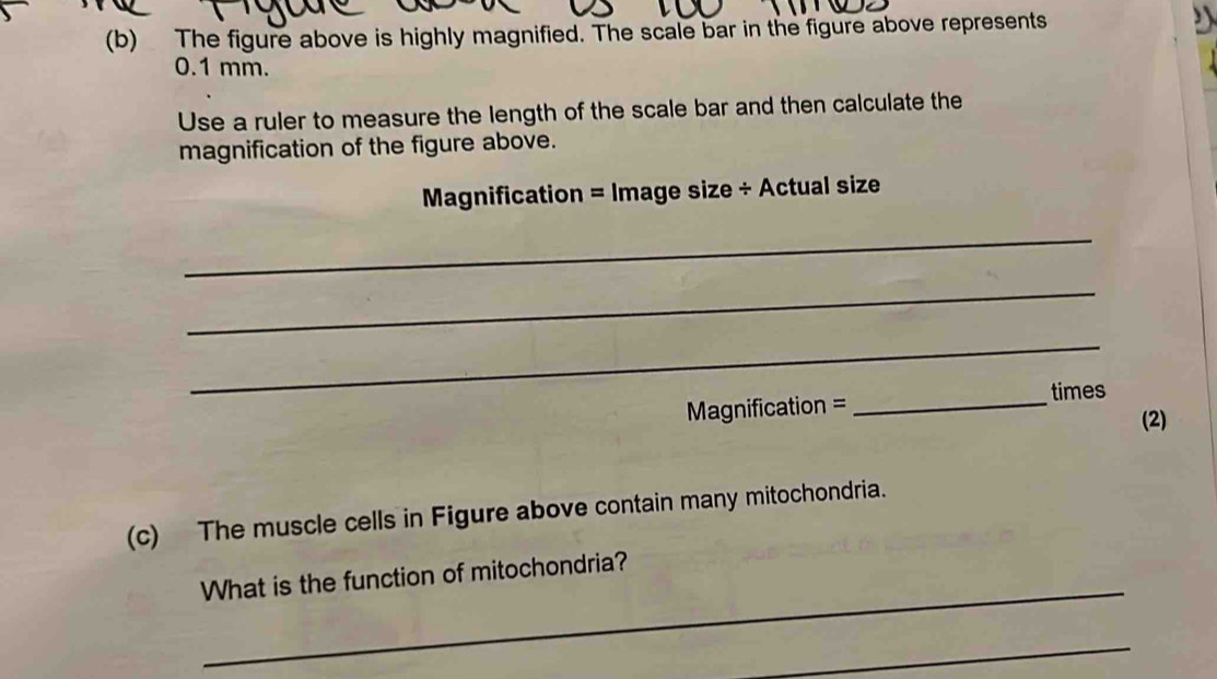 Solved: The figure above is highly magnified. The scale bar in the ...
