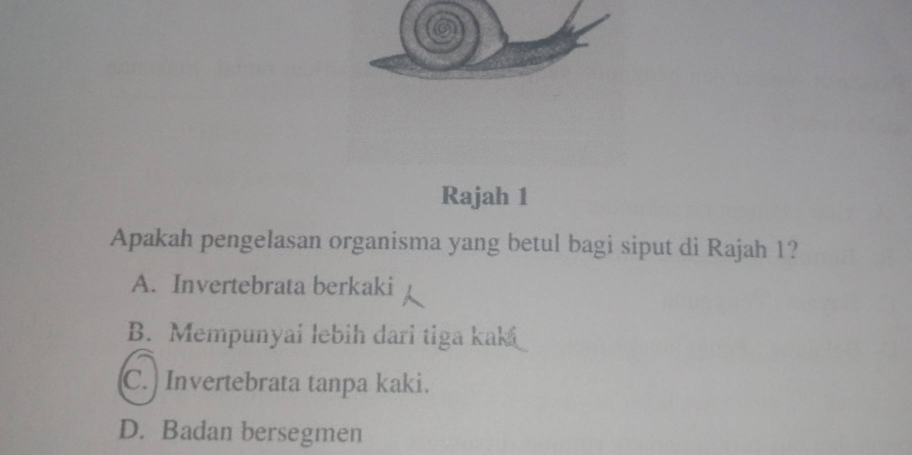 Rajah 1
Apakah pengelasan organisma yang betul bagi siput di Rajah 1?
A. Invertebrata berkaki
B. Mempunyai lebih dari tiga kak
C. Invertebrata tanpa kaki.
D. Badan bersegmen