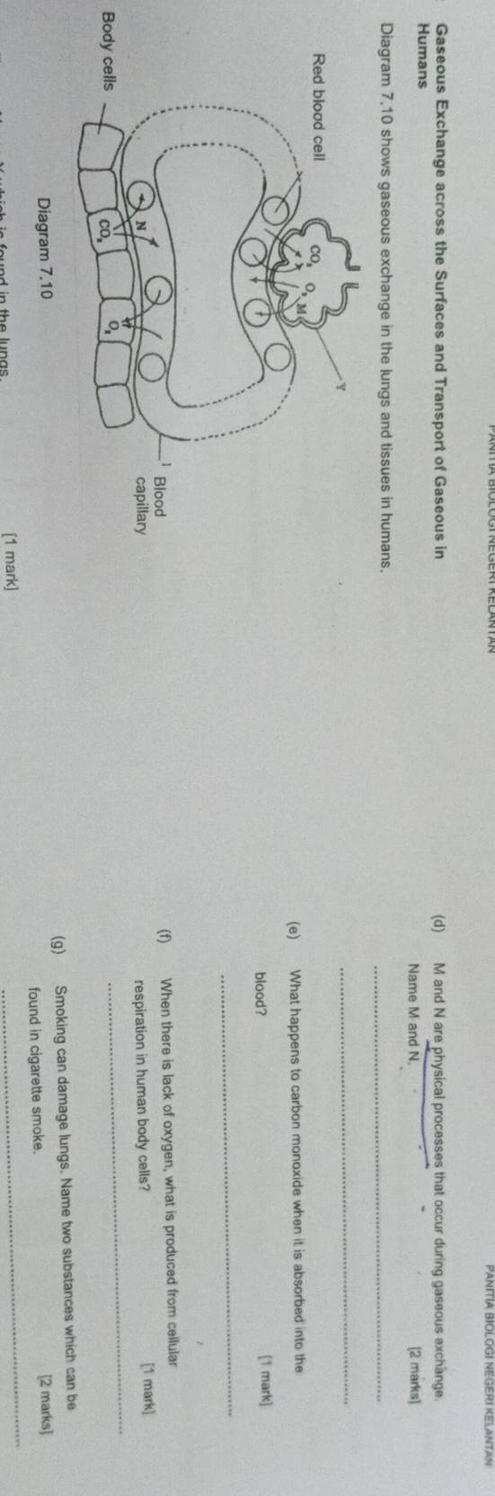 Gaseous Exchange across the Surfaces and Transport of Gaseous in (d) M and N are physical processes that occur during gaseous exchange. 
Humans 
Name M and N. [2 marks] 
Diagram 7.10 shows gaseous exchange in the lungs and tissues in humans. 
_ 
_ 
(e) What happens to carbon monoxide when it is absorbed into the 
blood? 
[1 mark] 
_ 
(f) When there is lack of oxygen, what is produced from cellular 
respiration in human body cells? [1 mark] 
B 
_ 
(g) Smoking can damage lungs. Name two substances which can be 
_ 
found in cigarette smoke. [2 marks] 
[1 mark]