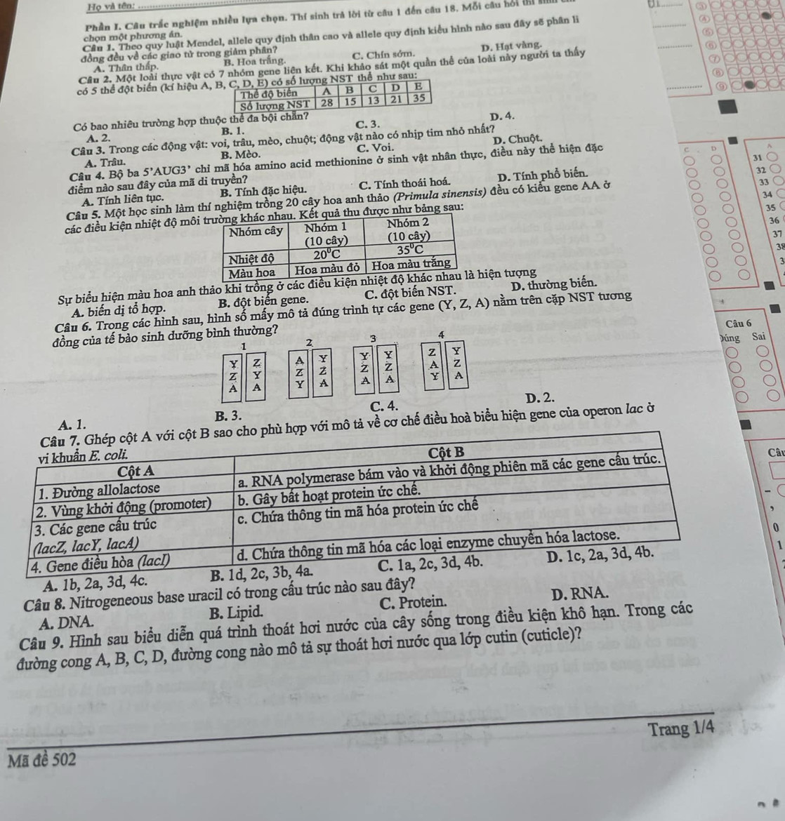 Họ và tên: _③
Phần I. Câu trắc nghiệm nhiều lựa chọn. Thí sinh trả lời từ câu 1 đến câu 18. Mỗi câu hỏi thi k
Câu 1. Theo quy luật Mendel, allele quy định thân cao và allele quy định kiểu hình nào sau đây sẽ phân lì
_
④
chọn một phương án.
A. Thân thấp. B. Hoa trắng. C. Chín sớm. D. Hạt vàng.
⑥
đồng đều về các giao tử trong giảm phần? _⑤
Cầu 2. Một loài thực vật có 7 nhóm gene liên kết. Khi khảo sát một quần thể của loài này người ta thấy
⑦
có 5 thể đột biển (kí hiệu A,ể như sau:
_⑥
⑨
Có bao nhiều trường hợp thuộcD. 4.
A. 2. B. 1. C. 3.
Câu 3. Trong các động vật: voi, trâu, mèo, chuột; động vật nào có nhịp tim nhỏ nhất?
A. Trâu. B. Mèo. C. Voi. D. Chuột.
c D
31
Câu 4. Bộ ba 5' AUG3' chỉ mã hóa amino acid methionine ở sinh vật nhân thực, điều này thể hiện đặc
32
điểm nào sau đây của mã di truyền?
33
A. Tính liên tục. B. Tính đặc hiệu. C. Tính thoái hoá. D. Tính phổ biến.
34
Câu 5. Một học sinh làm thí nghiệm trồng 20 cây hoa anh thảo (Primula sinensis) đều có kiểu gene AA ở
các điều kiện nhiệt độ môiu được như bảng sau:
35
36
37
38
3
Sự biểu hiện màu hoa anh thảo khi trồng ở các điều iện tượng
A. biến dị tổ hợp. B. đột biển gene. C. đột biến NST. D. thường biến.
Câu 6. Trong các hình sau, hình số mấy mô tả đúng trình tự các gene (Y,Z,A) nằm trên cặp NST tương
đồng của tế bào sinh dưỡng bình thường? Câu 6
1 2 3 4 Dúng Sai
z A Y Y Y z Y
z Y z z z z A z
A A Y A A A Y A
C. 4. D. 2.
A. 1. B. 3.
ợp với mô tả về cơ chế điều hoà biểu hiện gene của operon lạc ờ
Câu
1
0
A. 1b, 2a, 3d, 4c.
Câu 8. Nitrogeneous base uracil có trong cầu trúc nào sau đây?
A. DNA. B. Lipid. C. Protein. D. RNA.
Câu 9. Hình sau biểu diễn quá trình thoát hơi nước của cây sống trong điều kiện khô hạn. Trong các
đường cong A, B, C, D, đường cong nào mô tả sự thoát hơi nước qua lớp cutin (cuticle)?
Trang 1/4
Mã đề 502