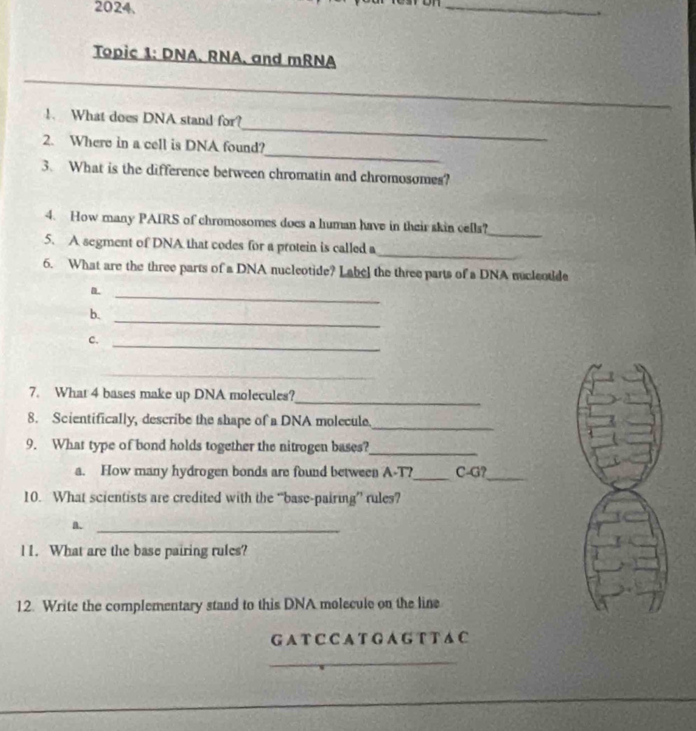 Topic 1: DNA. RNA. and mRNA 
_ 
_ 
1. What does DNA stand for? 
_ 
2. Where in a cell is DNA found? 
3. What is the difference between chromatin and chromosomes? 
_ 
4. How many PAIRS of chromosomes does a human have in their skin cells? 
_ 
5. A segment of DNA that codes for a protein is called a 
6. What are the three parts of a DNA nucleotide? Labe] the three parts of a DNA nucleotide 
D._ 
b. 
_ 
c. 
_ 
_ 
7. What 4 bases make up DNA molecules? 
_ 
8. Scientifically, describe the shape of a DNA molecule_ 
9. What type of bond holds together the nitrogen bases?_ 
a. How many hydrogen bonds are found between A-T?_ C-G?_ 
10. What scientists are credited with the “base-pairing” rules? 
a._ 
l1. What are the base pairing rules? 
12. Write the complementary stand to this DNA molecule on the line 
G A T C C A T G A G T T A C 
_