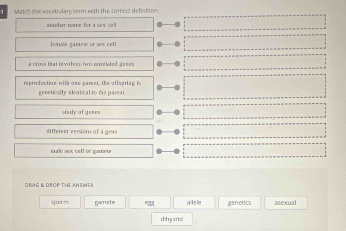 Match the vocabulary term with the correct definition.
another name for a sex cell
female gamete or sex cell
a cross that involves two unrelated genes
reproduction with one parent, the offspring is
genetically identical to the parent
study of genes
different versions of a gene
male sex cell or gamete
DRAG & DROP THE ANSWER
sperm gamete egg allele genetics asexual
dihybrid