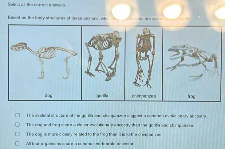 Select all the correct answers.
Based on the body structures of these animals, which twe nclusions are scientificn symound?
The skeletal structure of the gorilla and chimpanzee suggest a common evolutionary ancestry.
The dog and frog share a closer evolutionary ancestry than the gorilla and chimpanzee.
The dog is more closely related to the frog than it is to the chimpanzee.
All four organisms share a common vertebrate ancestor.