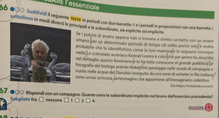 UARE l'essenziale
66 ●○○ Suddividi il seguente TESTo in periodi con due barrette // e i periodi in proposizioni con una barretta //
sottolinea in modincipali e le subordinate, sia esplicite sia implicite.
Se i pulçini di anatra appena nati si trovano a stretto contatto con un essere
umano þer un determinato periodo di tempo (di solito poche ore) é molto
probabile che lo identifichino come la loro mamma e lo seguano ovunque
vada. Lo scienziato austriaco Konrad Lorenz è colui che per primo ha descritto
nel dettaglio questo fenomeno e lo ha fatto conoscere al grande pubblico. Le
fotografie del biologo premio Nobel che passeggia nelle strade di campagna o
nuota nelle acque del Danubio inseguito da una serie di ochette in fila indiana
sono ormai unîcona, un'immagine che appartiene all’immaginario collettivo.
(Da https://rivistanatura.com)
67 Rispondi con un compagno. Quante sono le subordinate implicite nel brano dell’esercizio precedente?
Scegliete fra C nessuna 1 □ 2 4.
SOLUZIONI