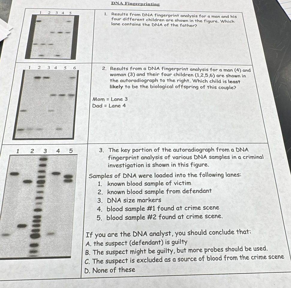 DNA Fingerprinting
1 2 3 4 5 1. Results from DNA fingerprint analysis for a man and his
four different children are shown in the figure. Which
lane contains the DNA of the father?
1 2 3 4 5 6 2. Results from a DNA fingerprint analysis for a man (4) and
woman (3) and their four children (1,2,5,6) are shown in
the autoradiograph to the right. Which child is least
likely to be the biological offspring of this couple?
Mom = Lane 3
Dad = Lane 4
3. The key portion of the autoradiograph from a DNA
fingerprint analysis of various DNA samples in a criminal
investigation is shown in this figure.
Samples of DNA were loaded into the following lanes:
1. known blood sample of victim
2. known blood sample from defendant
3. DNA size markers
4. blood sample #1 found at crime scene
5. blood sample # 2 found at crime scene.
If you are the DNA analyst, you should conclude that:
A. the suspect (defendant) is guilty
B. The suspect might be guilty, but more probes should be used.
C. The suspect is excluded as a source of blood from the crime scene
D. None of these