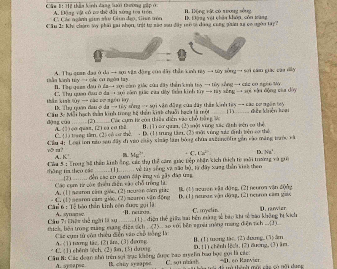 Hệ thần kinh dạng lưới thường gặp ởc
A. Động vật có cơ thể đổi xứng tòa tròn. B. Động vật có xương sống
C. Các ngành giun như Giun dẹp, Giun tròn D. Động vật chân khớp, côn trung
Cầu 2: Khi chạm tay phải gai nhọn, trật tự nào sau đây mô tả đúng cung phân xạ co ngón tay?
A. Thu quan đau ở đa → sợi vận động của đây thần kinh tày → tủy sồng→ sợi cám giác của dây
thần kinh tủy → các cơ ngôn tay
B. Thụ quan đau ở da→ sợi cảm giác của dây thần kinh túy → tủy sống → các cơ ngón tay
C. Thụ quan đau ở da→ sợi cảm giác của dây thân kinh tủy → túy sống → sợi vận động của đây
thần kinh túy → các cơ ngôn tay.
D. Thụ quan đau ở da → tủy sống → sợi vận động của dây thần kinh tùy → các cơ ngồn tay
* Câu 3: Mỗi hạch thần kinh trong hệ thân kinh chuỗi hạch là một (1) điều khiên hoạt
động của …... (2)… Các cụm tử côn thiếu điễn vào chỗ trông là:
A. (1) cơ quan, (2) cả cơ thê B. (1) cơ quan, (2) một vùng xác định trên cơ thể
C. (1) trung tâm. (2) cả cơ thể - D. (1) trung tâm, (2) một vùng xác định trên cơ thể
Cầu 4: Loại lon nào sau đây đi vào chủy xináp làm bóng chứa axêtincôlin gắn vào màng trước và
võ ra?
A. K D. Na'
B. Mg^(2+).
C. Ca^(2+)
Câu 5 : Trong hệ thần kinh ống, các thụ thể cảm giác tiếp nhận kích thích từ môi trường và gửi
thông tin theo các (1) về tuy sống và não bộ, từ đây xung thần kinh theo
(2). , đến các cơ quan đáp ứng và gãy đáp ứng
    
Các cụm từ còn thiếu diễn vào chỗ trồng là.
A. (1) neuron căm giác, (2) neuron cảm giác B. (1) neuron vận động, (2) neuron vận động
C. (1) neuron cảm giác, (2) neuron vận động D. (1) neuron vận động, (2) neuron cảm giác
Câu 6 : Tế báo thần kinh côn được gọi là:
A. synapse B. neuron. C. myelin D. ranvier
Câu 7: Diện thể nghi là sự      (1)  diện thể giữa hai bên mảng tế bảo khi tế bào không bị kích
thích, bên trong mảng mang diện tích ...(2)... so với bên ngoài màng mang điện tích ...(3)...
Các cụm từ côn thiêu điễn vào chỗ trồng là:
A. (1) tương tác, (2) âm, (3) dương B. (1) tương tác, (2) dương, (3) âm
C. (1) chênh lệch, (2) âm, (3) dương D. (1) chênh lệch, (2) dương, (3) âm
Câu 8: Các đoạn nhỏ trên sợi trục không được bao myelin bao bọc gọi là các:
A. synapse B. chuy synapse. C. sợi nhánh D. eo Ranvier
in trái để trở thành một câu có nôi dụng