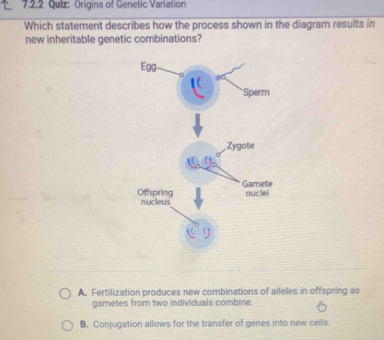 Qulz: Origins of Genetic Variation
Which statement describes how the process shown in the diagram results in
new inheritable genetic combinations?
, Zygote
Gamete
Offspring nuclei
nucleus
A. Fertilization produces new combinations of alleles in offspring as
gametes from two individuals combine.
B. Conjugation allows for the transfer of genes into new cells.