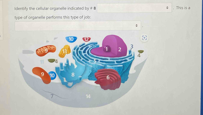 Identify the cellular organelle indicated by # 8. This is a 
type of organelle performs this type of job: