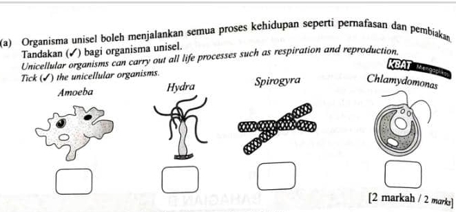 Organisma unisel boleh menjalankan semua proses kehidupan seperti pernafasan dan pembíakan,
Tandakan (✔) bagi organisma unisel.
Unicellular organisms can carry out all life processes such as respiration and reproduction.
BAT Megaa
Tick (✓) the unicellular organisms.
Amoeba Hydra Spirogyra Chlamydomonas
[2 markah / 2 marks]