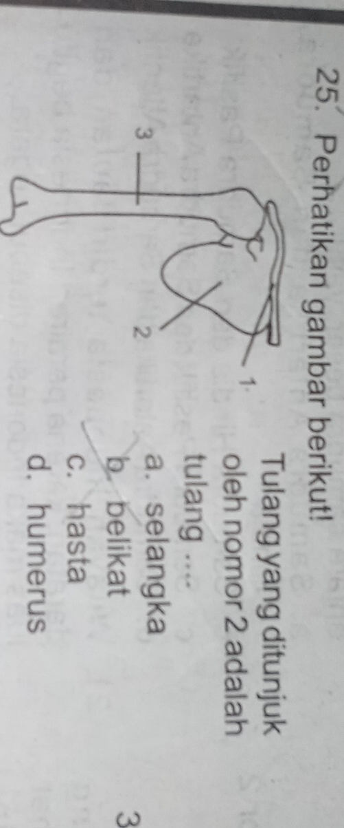 Perhatikan gambar berikut!
Tulang yang ditunjuk
oleh nomor 2 adalah
tulang ....
a. selangka
b.belikat
3
c. hasta
d. humerus