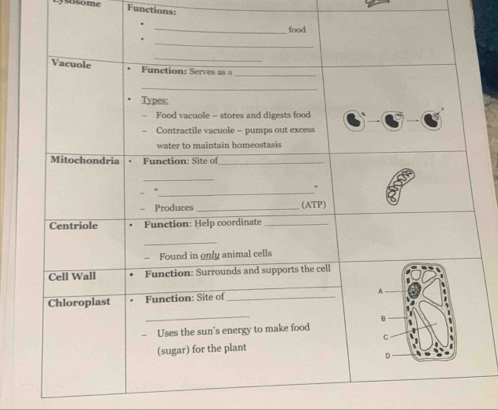 sosome Functions: