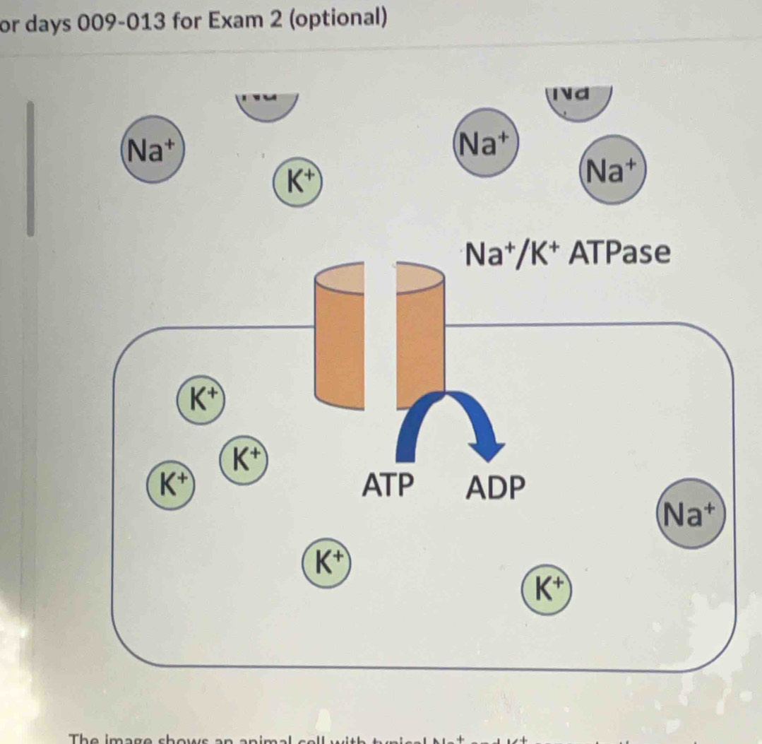 or days 009-013 for Exam 2 (optional)
Id
Na^+
Na^+
K^+
Na^+
The iman