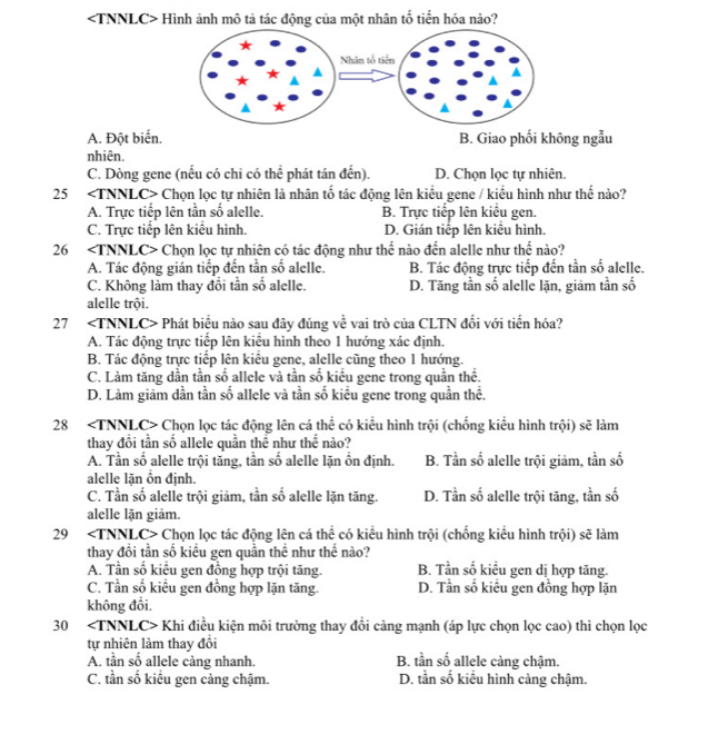 Hình ảnh mô tả tác động của một nhân tố tiến hóa nào?
A. Đột biển. B. Giao phối không ngẫu
nhiên.
C. Dòng gene (nếu có chi có thể phát tán đến). D. Chọn lọc tự nhiên.
25 Chọn lọc tự nhiên là nhân tố tác động lên kiểu gene / kiều hình như thế nào?
A. Trực tiếp lên tần số alelle. B. Trực tiếp lên kiểu gen.
C. Trực tiếp lên kiểu hình. D. Gián tiếp lên kiểu hình.
26 Chọn lọc tự nhiên có tác động như thể nào đến alelle như thế nào?
A. Tác động gián tiếp đến tần số alelle. B. Tác động trực tiếp đến tần số alelle.
C. Không làm thay đồi tần số alelle. D. Tăng tần số alelle lặn, giám tần số
alelle trội.
27 Phát biểu nào sau đây đúng về vai trò của CLTN đối với tiến hóa?
A. Tác động trực tiếp lên kiễu hình theo 1 hướng xác định.
B. Tác động trực tiếp lên kiểu gene, alelle cũng theo 1 hướng.
C. Làm tăng dần tần số allele và tần số kiểu gene trong quần thể.
D. Làm giảm dần tần số allele và tần số kiều gene trong quần thể.
28 Chọn lọc tác động lên cá thể có kiểu hình trội (chống kiều hình trội) sẽ làm
thay đổi tần số allele quần thể như thế nào?
A. Tần số alelle trội tăng, tần số alelle lặn ồn định. B. Tần số alelle trội giảm, tần số
alelle lặn ồn định.
C. Tần số alelle trội giảm, tần số alelle lặn tăng. D. Tần số alelle trội tăng, tần số
alelle lặn giảm.
29 Chọn lọc tác động lên cá thể có kiểu hình trội (chống kiểu hình trội) sẽ làm
thay đổi tần số kiểu gen quần thể như thế nào?
A. Tần số kiểu gen đồng hợp trội tăng. B. Tần số kiểu gen dị hợp tăng.
C. Tần số kiểu gen đồng hợp lặn tăng. D. Tần số kiều gen đồng hợp lặn
không đổi.
30 Khi điều kiện môi trường thay đổi cảng mạnh (áp lực chọn lọc cao) thì chọn lọc
tự nhiên làm thay đổi
A. tần số allele càng nhanh. B. tần số allele càng chậm.
C. tần số kiểu gen càng chậm. D. tần số kiểu hình càng chậm.