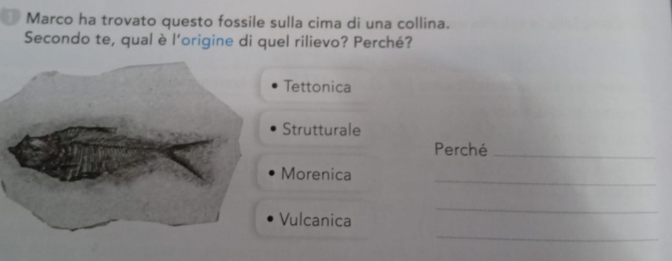 Marco ha trovato questo fossile sulla cima di una collina. 
Secondo te, qual è l'origine di quel rilievo? Perché? 
Tettonica 
Strutturale 
Perché_ 
_ 
Morenica 
_ 
_ 
Vulcanica