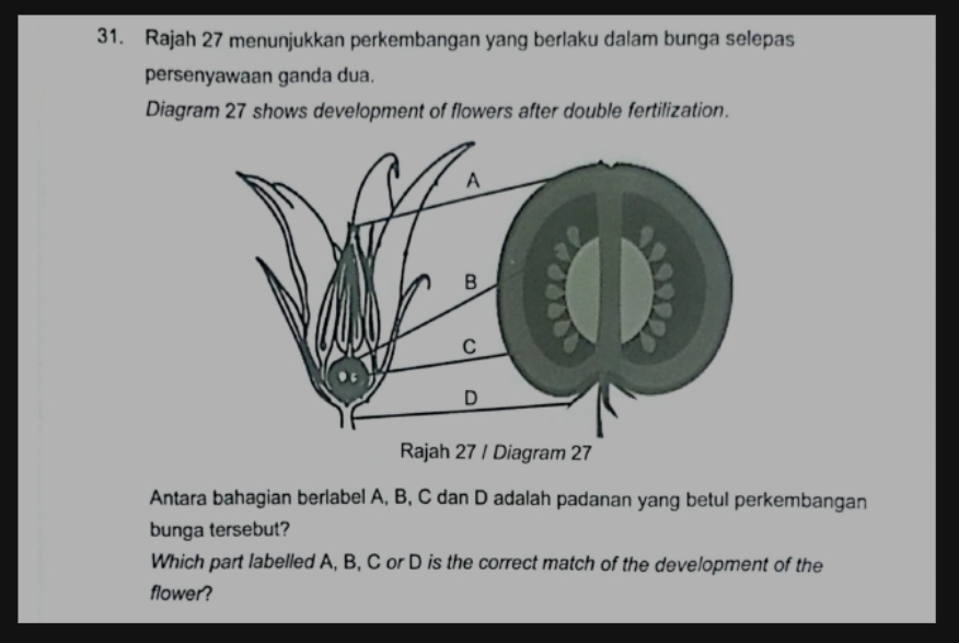 Rajah 27 menunjukkan perkembangan yang berlaku dalam bunga selepas 
persenyawaan ganda dua. 
Diagram 27 shows development of flowers after double fertilization. 
Antara bahagian berlabel A, B, C dan D adalah padanan yang betul perkembangan 
bunga tersebut? 
Which part labelled A, B, C or D is the correct match of the development of the 
flower?