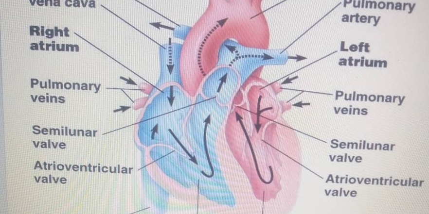 vena cava 
Pulmonary 
Atrioventricular