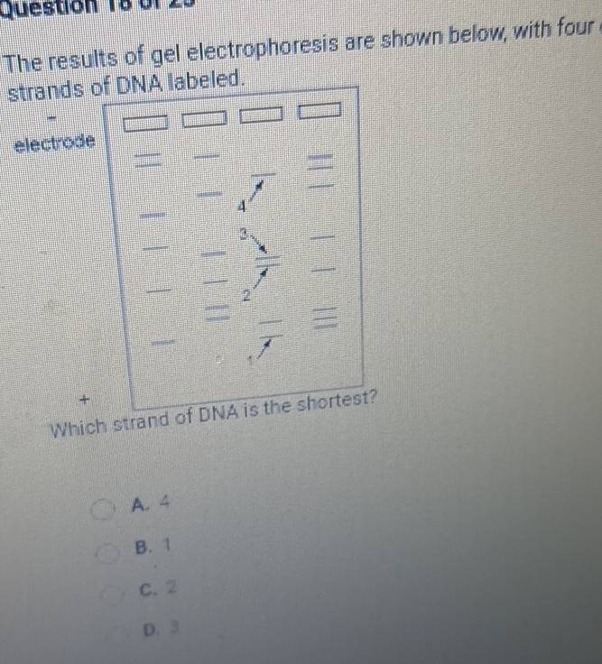 or .
The results of gel electrophoresis are shown below, with four
strands of DNA labeled.
-
electrode
a
A
3
2
+
Which strand of DNA is the shortest?
A. 4
B. 1
C. 2
D. 3