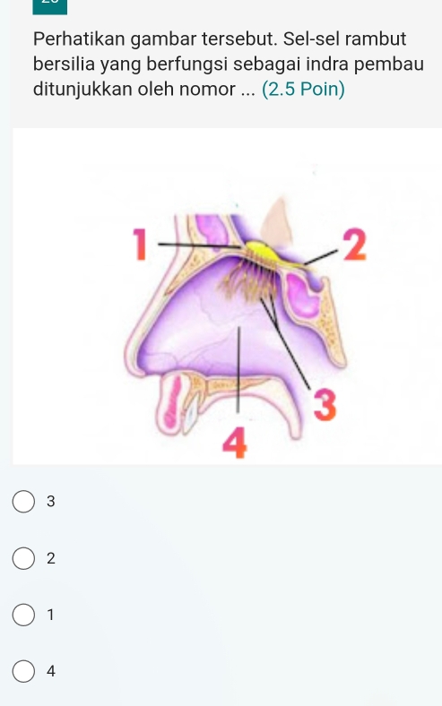 Perhatikan gambar tersebut. Sel-sel rambut
bersilia yang berfungsi sebagai indra pembau
ditunjukkan oleh nomor ... (2.5 Poin)
3
2
1
4
