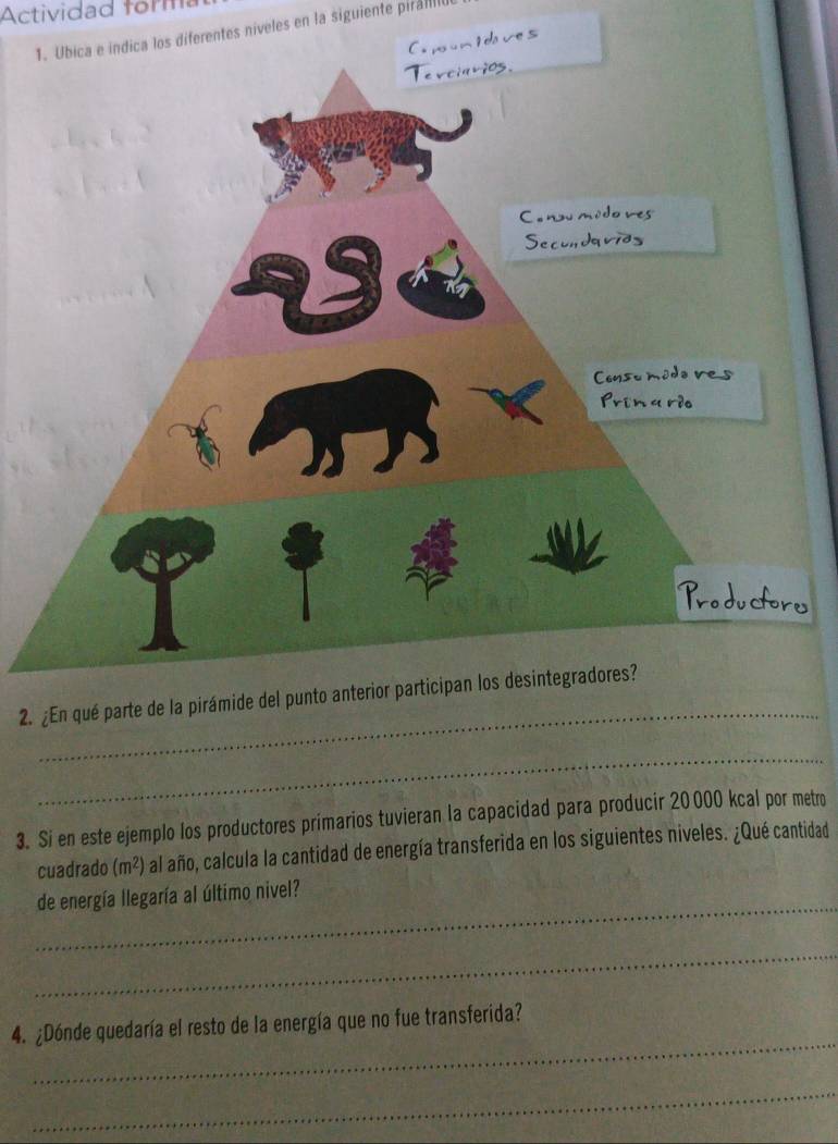 Actividad form 
1. Ubica e indica los diferentes níveles en la siguiente piránlo 

_ 
2. 
_ 
3. Si en este ejemplo los productores primarios tuvieran la capacidad para producir 20000 kcal por metro 
cuadrado (m^2) al año, calcula la cantidad de energía transferida en los siguientes niveles. ¿Qué cantidad 
_ 
de energía llegaría al último nivel? 
_ 
_ 
4. ¿Dónde quedaría el resto de la energía que no fue transferida? 
_