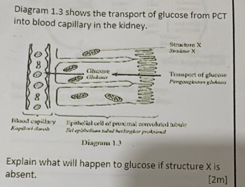 Diagram 1.3 shows the transport of glucose from PCT 
into blood capillary in the kidney. 
Blood capillary Epithelial cell of proximal convoluted tubule 
Kapilori davoli Sel epitbotiun fubul hertingine proktioal 
Diagram 1.3 
Explain what will happen to glucose if structure X is 
absent. 
[2m]