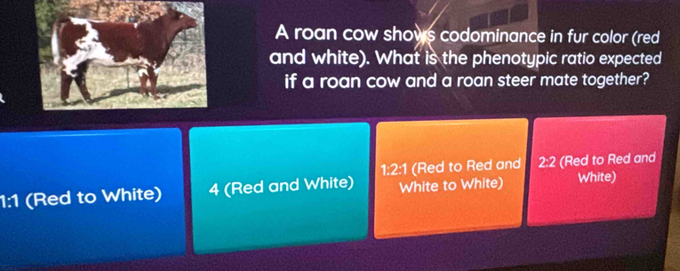 A roan cow shows codominance in fur color (red
and white). What is the phenotypic ratio expected
if a roan cow and a roan steer mate together?
1:2:1 (Red to Red and 2:2 (Red to Red and
1:1 (Red to White) 4 (Red and White) White to White) White)