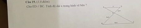 (1,0 điểm) 
Cho EDparallel BC. Tính độ dài x trong hình vẽ bên ?