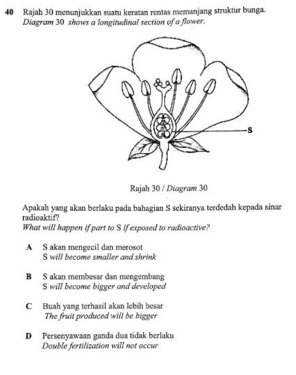 Rajah 30 menunjukkan suatu keratan rentas memanjang struktur bunga.
Diagram 30 shows a longitudinal section of a flower.
Rajah 30 / Diagram 30
Apakah yang akan berlaku pada bahagian S sekiranya terdedah kepada sinar
radioaktif?
What will happen if part to S if exposed to radioactive?
A S akan mengecil dan merosot
S will become smaller and shrink
B S akan membesar dan mengembang
S will become bigger and developed
C Buah yang terhasil akan lebih besar
The fruit produced will be bigger
D Persenyawaan ganda dua tidak berlaku
Double fertilization will not occur