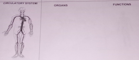 CIRCULATORY SYSTEM ORGANS 
FUNCTIONS