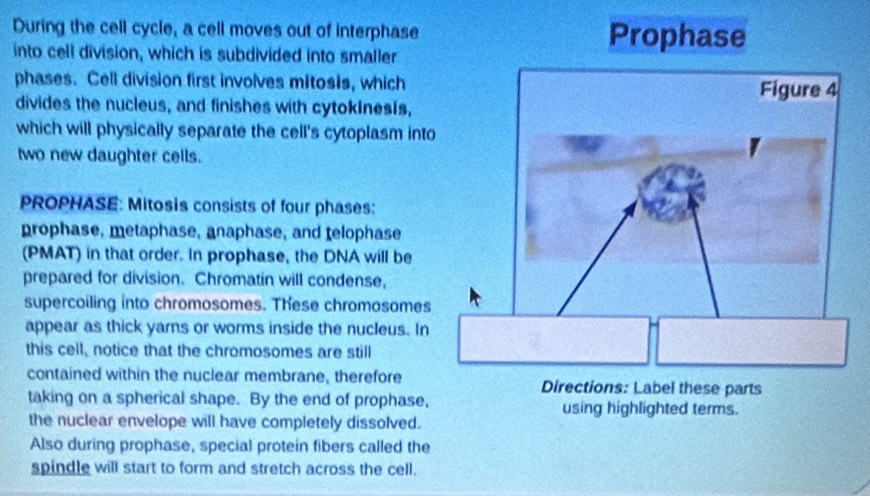 Solved: During the cell cycle, a cell moves out of interphase Prophase ...