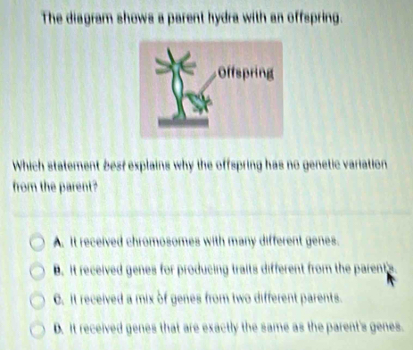 The diagram shows a parent hydra with an offspring.
Which statement besf explains why the offspring has no genetic variation
from the parent?
A. It received chromosomes with many different genes.
B. It received genes for producing traits different from the parents.
C. It received a mix of genes from two different parents.
D. It received genes that are exactly the same as the parent's genes.