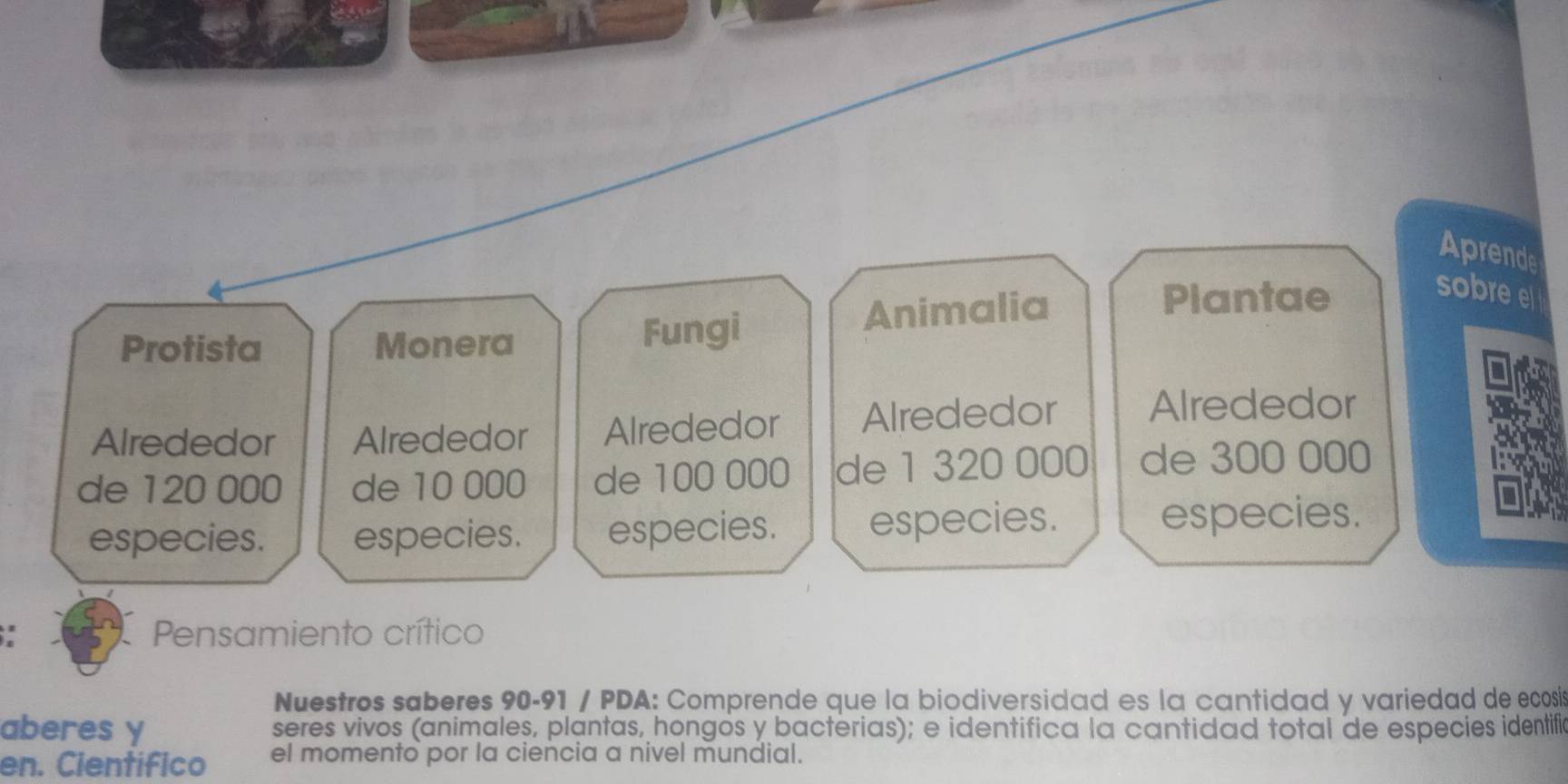 Aprende 
Protista Monera Fungi Animalia 
Plantae 
sobre e 
I 
Alrededor Alrededor Alrededor Alrededor Alrededor 
de 120 000 de 10 000 de 100 000 de 1 320 000 de 300 000
especies. especies. especies. especies. 
especies. 
Pensamiento crítico 
Nuestros saberes 90-91 / PDA: Comprende que la biodiversidad es la cantidad y variedad de ecosi 
aberes y seres vivos (animales, plantas, hongos y bacterias); e identifica la cantidad total de especies identifi 
en. Cientifico el momento por la ciencia a nivel mundial.