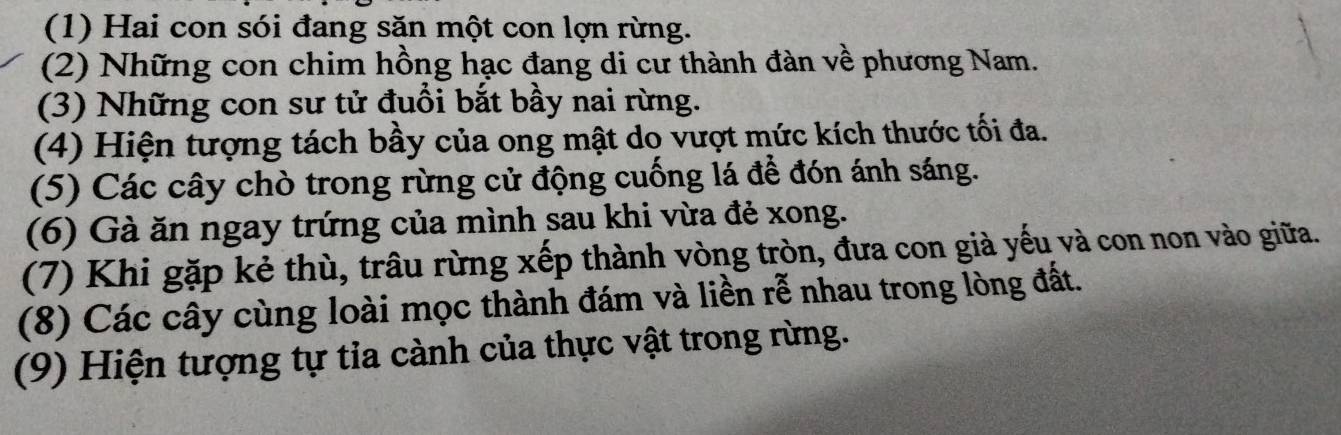 (1) Hai con sói đang săn một con lợn rừng. 
(2) Những con chim hồng hạc đang di cư thành đàn về phương Nam. 
(3) Những con sư tử đuổi bắt bầy nai rừng. 
(4) Hiện tượng tách bầy của ong mật do vượt mức kích thước tối đa. 
(5) Các cây chò trong rừng cử động cuống lá để đón ánh sáng. 
(6) Gà ăn ngay trứng của mình sau khi vừa đẻ xong. 
(7) Khi gặp kẻ thù, trâu rừng xếp thành vòng tròn, đưa con già yếu và con non vào giữa. 
(8) Các cây cùng loài mọc thành đám và liền rễ nhau trong lòng đất. 
(9) Hiện tượng tự tia cành của thực vật trong rừng.