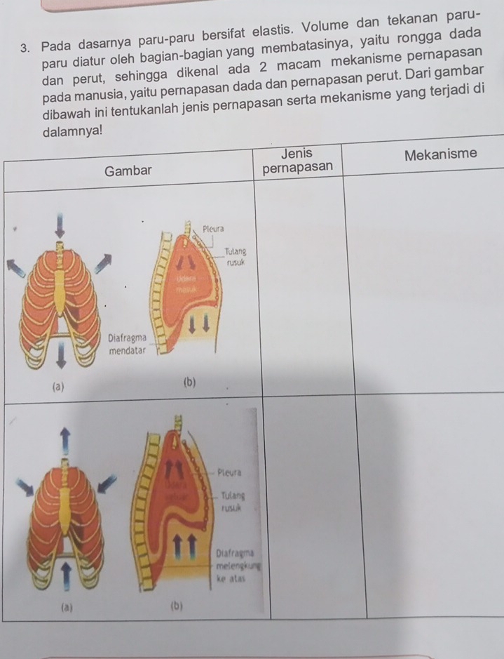 Pada dasarnya paru-paru bersifat elastis. Volume dan tekanan paru-
paru diatur oleh bagian-bagian yang membatasinya, yaitu rongga dada
dan perut, sehingga dikenal ada 2 macam mekanisme pernapasan
pada manusia, yaitu pernapasan dada dan pernapasan perut. Dari gambar
dibawah ini tentukanlah jenis pernapasan serta mekanisme yang terjadi di
dalamnya!
Jenis
Gambar pernapasan Mekanisme
Diafragm
mendata
(a) (b)
(a)