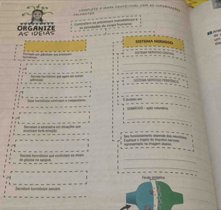 complete o mapa conceitual com as informaço= 
t 
Controlam os processos metabólicos e 
ORGANIZE es atividades do corpo humano: 
AS IDEIAS 
# Aña 
de 
um 
SISTEMA NERVOSO tōe 
SISTEMA NERVOGO CENTIUL 
_ 
_ 
gländulas S ecreta hormónios qu e agém em v u l a 
SESTEMA NERVUGU R 
_ 
Seus hormónios confrolsm a metsholamo mvicido em 
SOMÁTICO - ação voluntária 
_ 
envolvem forte emoção. Secretam a adrenalina em situações qve 
Seu funcionamento depende dos neurônios 
representado na imagem abalixo Explique o trajeto do impuíso nervoso 
de glicose no sangue. Secreta hormônios que controlam os níveis_ 
_ 
Fenda sináptica 
Secretam hormônios sexuais.