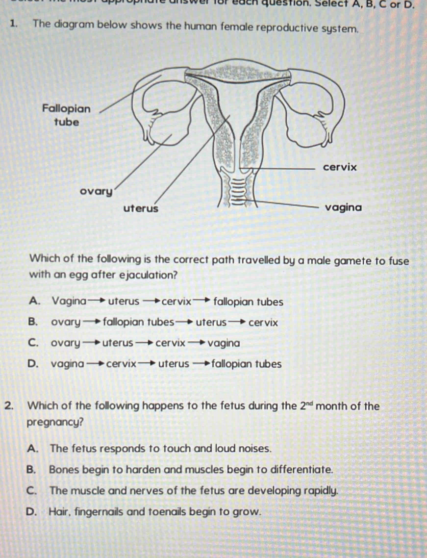 unswer for each question. Select A, B, C or D.
1. The diagram below shows the human female reproductive system.
Which of the following is the correct path travelled by a male gamete to fuse
with an egg after ejaculation?
A. Vagina→ uterus →cervix→ fallopian tubes
B. ovary — fallopian tubes— uterus→ cervix
C. ovary — uterus → cervix → vagina
D. vagina — cervix→ uterus →fallopian tubes
2. Which of the following happens to the fetus during the 2^(nd) month of the
pregnancy?
A. The fetus responds to touch and loud noises.
B. Bones begin to harden and muscles begin to differentiate.
C. The muscle and nerves of the fetus are developing rapidly.
D. Hair, fingernails and toenails begin to grow.