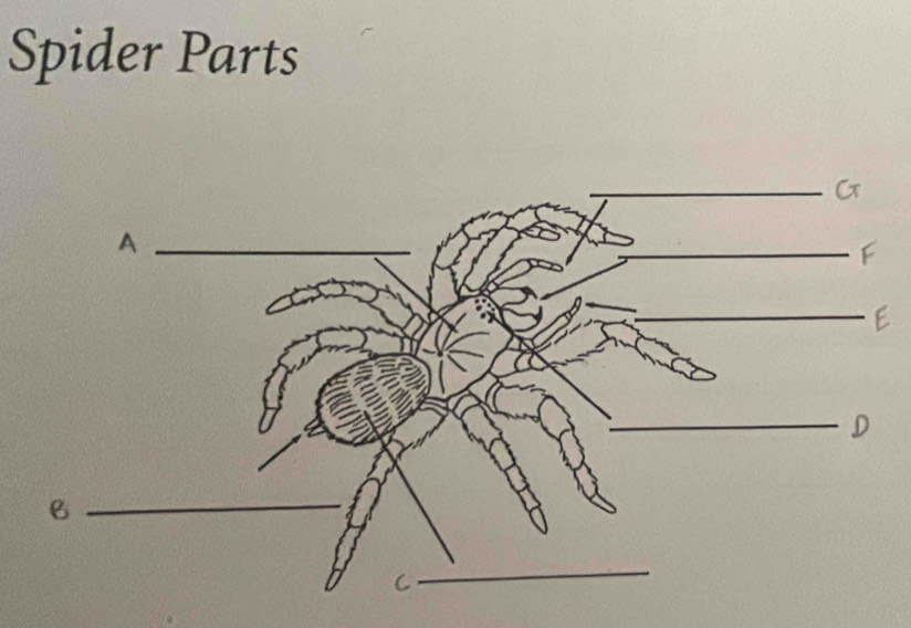 Spider Parts