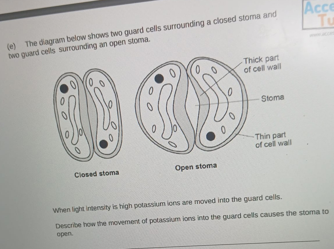 Acce 
(e) The diagram below shows two guard cells surrounding a closed stoma and 
MM ZE 
two guard cells surrounding an open stoma. 
Closed stoma 
When light intensity is high potassium ions are moved into the guard cells. 
Describe how the movement of potassium ions into the guard cells causes the stoma to 
open.