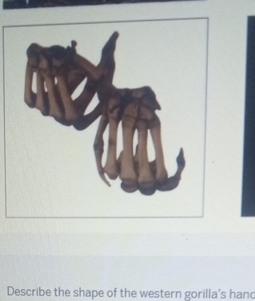 Describe the shape of the western gorilla's hand