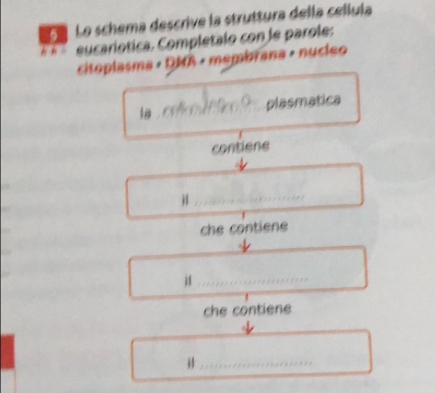 Lo schema descrive la struttura della cellula 

eucaríotica. Completalo con le parole: 
citoplasma · DNA · membrana · nucleo 
plasmatica 
contiene
53
_ 
che contiene 
_i 
che contiene 
_