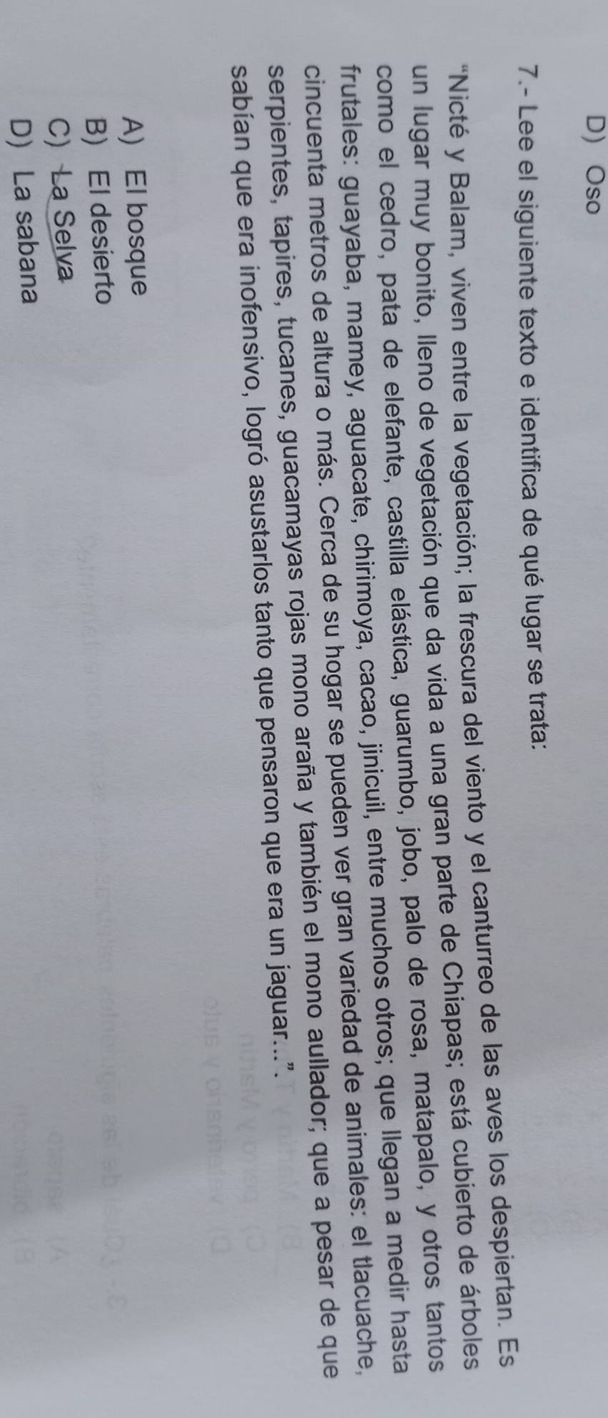 D) Oso
7.- Lee el siguiente texto e identifica de qué lugar se trata:
*Nicté y Balam, viven entre la vegetación; la frescura del viento y el canturreo de las aves los despiertan. Es
un lugar muy bonito, Ileno de vegetación que da vida a una gran parte de Chiapas; está cubierto de árboles
como el cedro, pata de elefante, castilla elástica, guarumbo, jobo, palo de rosa, matapalo, y otros tantos
frutales: guayaba, mamey, aguacate, chirimoya, cacao, jinicuil, entre muchos otros; que llegan a medir hasta
cincuenta metros de altura o más. Cerca de su hogar se pueden ver gran variedad de animales: el tlacuache,
serpientes, tapires, tucanes, guacamayas rojas mono araña y también el mono aullador; que a pesar de que
sabían que era inofensivo, logró asustarlos tanto que pensaron que era un jaguar....
A) El bosque
B) El desierto
C)La Selva
D La sabana