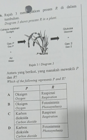 Rajah 3 menunjukkan proses R di dalam
tumbuhan.
agram 3 shows process R in a plant.
Cahaya matahari
Antara yang berikut, yang manakah mewakili P
dan R?
We following represents P and R?
A
B
C
D