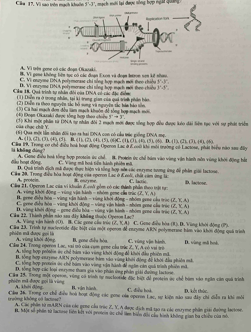 Vì sao trên mạch khuôn', mạch mới lại được tông hợp ngắt quản :
A. Vì trên gene có các đoạn Okazaki.
B. Vì gene không liên tục có các đoạn Exon và đoạn Intron xen kẽ nhau.
C. Vì enzyme DNA polymerase chỉ tổng hợp mạch mới theo chiều 5'-3'.
D. Vì enzyme DNA polymerase chỉ tổng hợp mạch mới theo chiều 3^,-5^,.
Câu 18. Quá trình tự nhân đôi của DNA có các đặc điểm:
(1) Diễn ra ở trong nhân, tại kì trung gian của quá trình phân bào.
(2) Diễn ra theo nguyên tắc bổ sung và nguyên tắc bán bảo tồn.
(3) Cả hai mạch đơn đều làm mạch khuôn để tổng hợp mạch mới.
(4) Đoạn Okazaki được tổng hợp theo chiều 5^,to 3^,.
(5) Khi một phân tử DNA tự nhân đôi 2 mạch mới được tổng hợp đều được kéo dài liên tục với sự phát triển
của chạc chữ Y.
(6) Qua một lần nhân đôi tạo ra hai DNA con có cấu trúc giống DNA mẹ.
A. (1), (2), (3), (4), (5). B. (1), (2), (4), (5), (6)C. (1), (3), (4), (5), (6). D. (1), (2), (3), (4), (6).
Câu 19. Trong cơ chế điều hoà hoạt động Operon Lac ở E.coli khi môi trường có Lactose, phát biểu nào sau đây
là không đúng?
A. Gene điều hoà tổng hợp protein ức chế. B. Protein ức chế bám vào vùng vận hành nên vùng khởi động bắt
đầu hoạt động. C. Vùng mã hoá tiến hành phiên mã.
D. Quá trình dịch mã được thực hiện và tổng hợp nên các enzyme tương ứng để phân giải lactose.
Câu 20. Trong điều hòa hoạt động của operon Lac ở E.coli, chất cảm ứng là:
A. protein. B. enzyme. C. lactic. D. lactose.
Câu 21. Operon Lac của vi khuẩn E.coli gồm có các thành phần theo trật tự:
A. vùng khởi động - vùng vận hành - nhóm gene cấu trúc (Z,Y,A)
B. gene điều hòa - vùng vận hành - vùng khởi động - nhóm gene cầu trúc (Z,Y,A)
C. gene điều hòa - vùng khởi động - vùng vận hành - nhóm gene cấu trúc (Z, Y, A)
D. vùng khởi động - gene điều hòa - vùng vận hành - nhóm gene cấu trúc (Z,Y,A
Câu 22. Thành phần nào sau đây không thuộc Operon Lac?
A. Vùng vận hành (O). B. Các gene cấu trúc (Z,Y,A) C. Gene điều hòa (R). D. Vùng khởi động (P).
Câu 23. Trình tự nucleotide đặc biệt của một operon để enzyme ARN polymerase bám vào khởi động quá trình
phiên mã được gọi là
A. vùng khởi động. B. gene điều hòa. C. vùng vận hành. D. vùng mã hoá.
Câu 24. Trong operon Lac, vai trò của cụm gene cấu trúc Z, Y, A có vai trò
A. tổng hợp prôtêin ức chế bám vào vùng khởi động để khởi đầu phiên mã.
B. tổng hợp enzyme ARN polymerase bám vào vùng khởi động để khởi đầu phiên mã.
C. tổng hợp protein ức chế bám vào vùng vận hành để ngăn cản quá trình phiên mã.
D. tổng hợp các loại enzyme tham gia vào phản ứng phân giải đường lactose.
Câu 25. Trong một operon, vùng có trình tự nucleotide đặc biệt để protein ức chế bám vào ngăn cản quá trình
phiên mã được gọi là vùng
A. khởi động.  B. vận hành. C. điều hoà. D. kết thúc.
Câu 26. Trong cơ chế điều hoà hoạt động các gene của operon Lac, sự kiện nào sau đây chỉ diễn ra khi môi
trường không có lactose?
A. Các phân tử mARN của các gene cấu trúc Z, Y, A được dịch mã tạo ra các enzyme phân giải đường lactose.
B. Một số phân tử lactose liên kết với protein ức chế làm biển đổi cấu hình không gian ba chiều của nó.