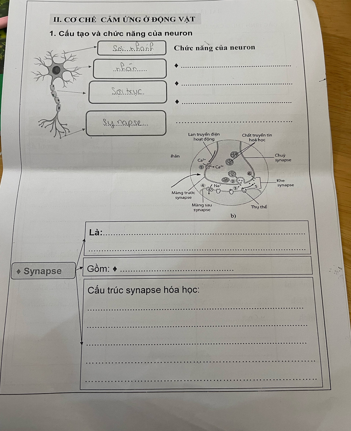 Cơ CHẾ CẢM ỨNG Ở đQNG VẠT 
1. Cấu tạo và chức năng của neuron 
_ 
Chức năng của neuron 
_ 
_ 
_ 
_ 
_ 
_ 
_ 
_ 
_ 
Là:_ 
_ 
Synapse Gồm:_ 
Cầu trúc synapse hóa học: 
_ 
_ 
_ 
_ 
_