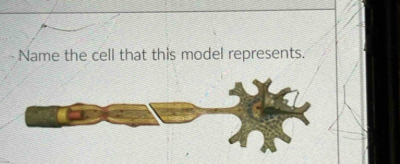 Name the cell that this model represents.