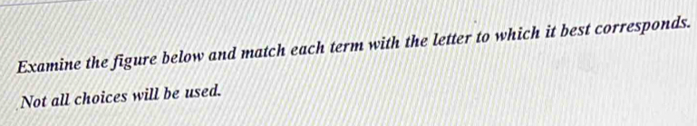 Solved: Examine the figure below and match each term with the letter to ...